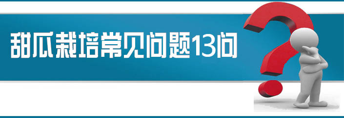 蔬菜種子栽培技術(shù)-<strong><font color='#006428'>甜瓜栽培常見(jiàn)問(wèn)題13問(wèn)？</font></strong>
