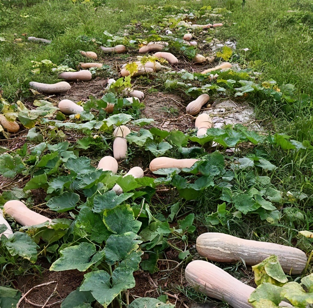 一位轉(zhuǎn)業(yè)后的特種兵，辦農(nóng)場(chǎng)種瓜菜，靠1個(gè)優(yōu)點(diǎn)，年賺200萬(wàn)