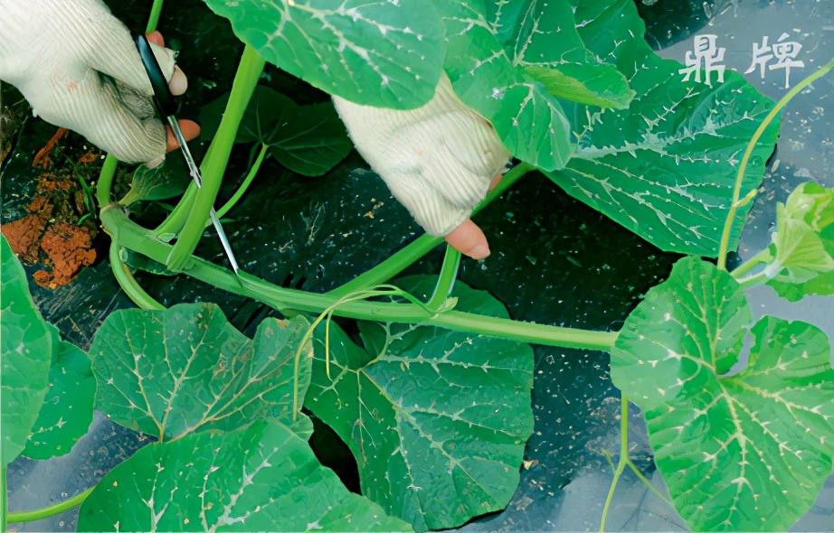 種這種綠葉菜，栽培輕松，畝產值過萬元，菜農表示很劃算