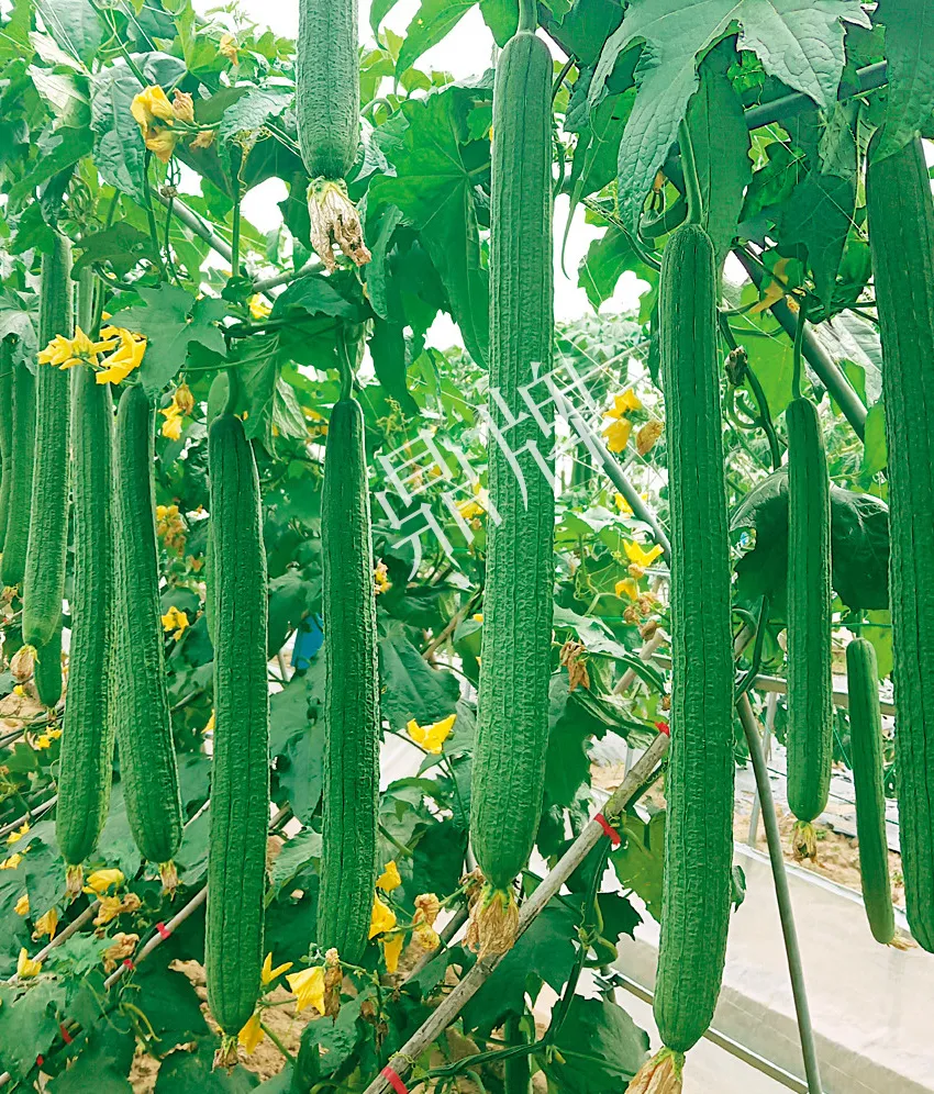 它是絲瓜種植戶(hù)的新選擇，節(jié)節(jié)有瓜，瓜長(zhǎng)而不彎曲