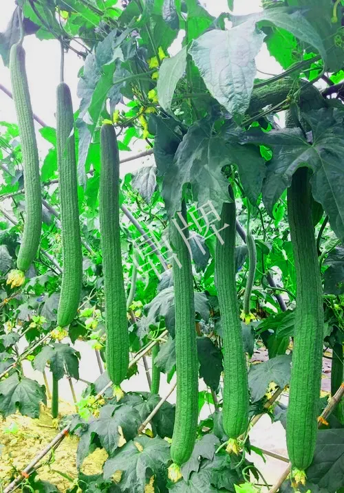 它是絲瓜種植戶(hù)的新選擇，節(jié)節(jié)有瓜，瓜長(zhǎng)而不彎曲