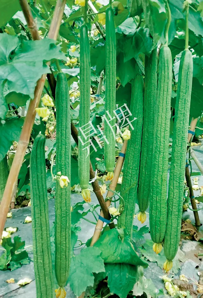 它是絲瓜種植戶(hù)的新選擇，節(jié)節(jié)有瓜，瓜長(zhǎng)而不彎曲