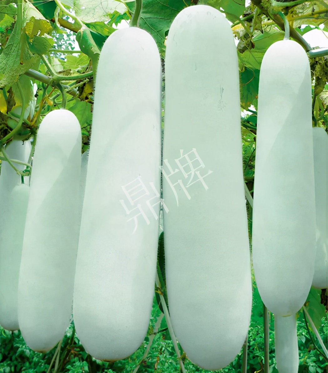 這個(gè)品種太優(yōu)秀了！耐儲(chǔ)耐運(yùn)，適合大面積種植，菜農(nóng)瓜販都喜歡