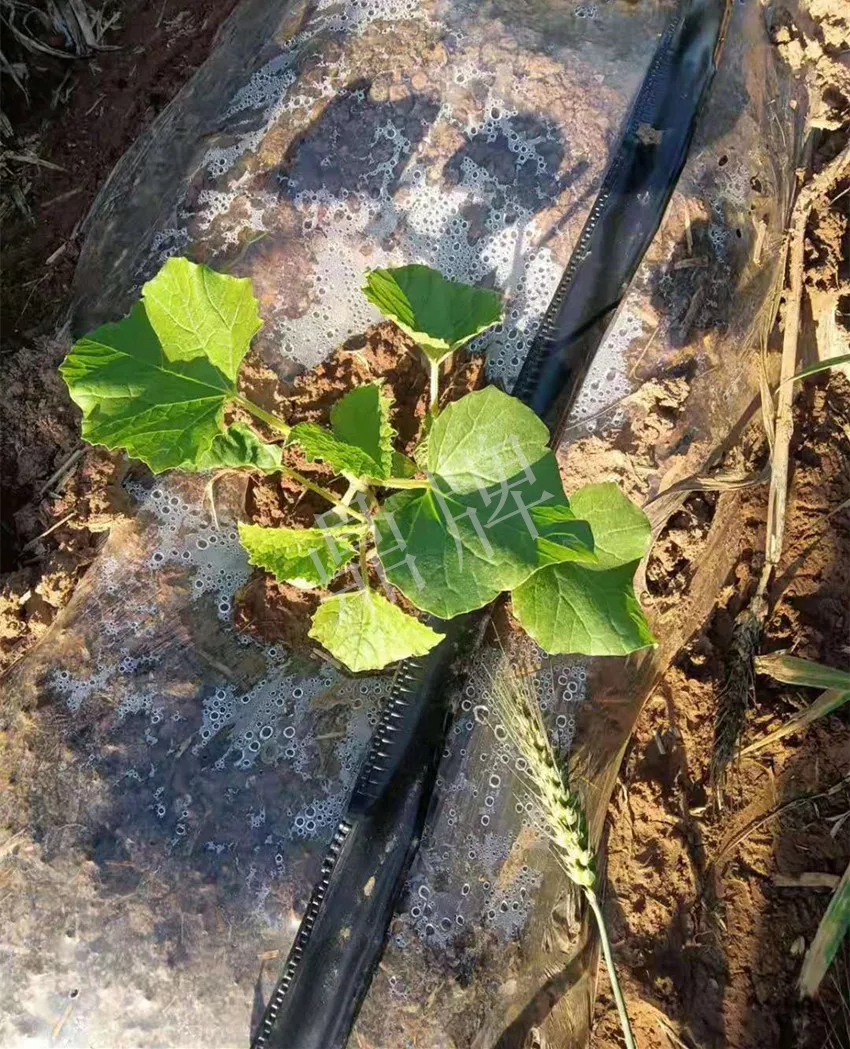 河南焦作的李向林今年種植甜瓜新品種，客戶直接拉貨走人