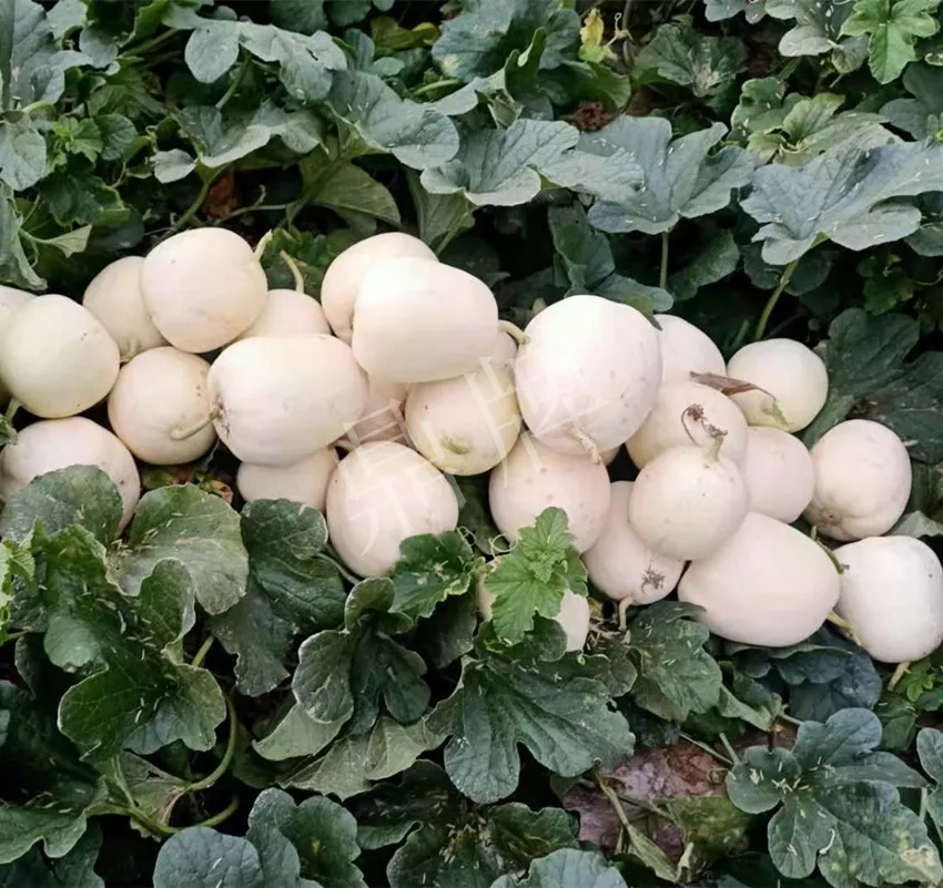河南焦作的李向林今年種植甜瓜新品種，客戶直接拉貨走人