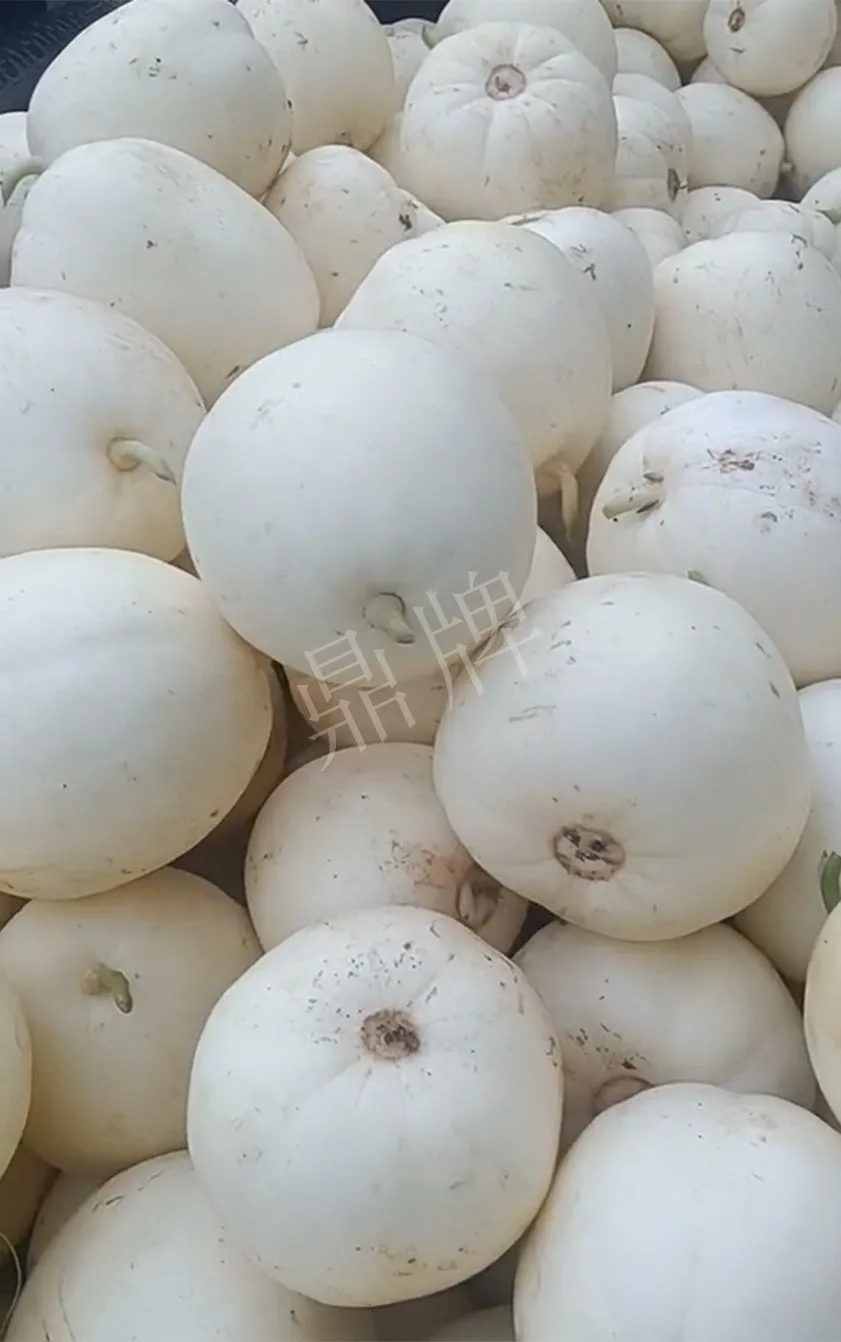 河南焦作的李向林今年種植甜瓜新品種，客戶直接拉貨走人