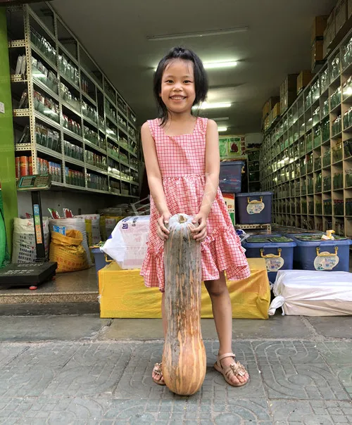 四川農(nóng)戶今年種“健美蜜本”南瓜產(chǎn)量高，品質(zhì)好，感覺巴適得很