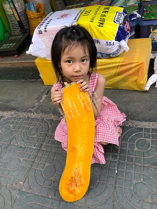 四川農(nóng)戶今年種“健美蜜本”南瓜產(chǎn)量高，品質(zhì)好，感覺巴適得很