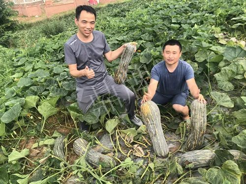 四川農(nóng)戶今年種“健美蜜本”南瓜產(chǎn)量高，品質(zhì)好，感覺巴適得很