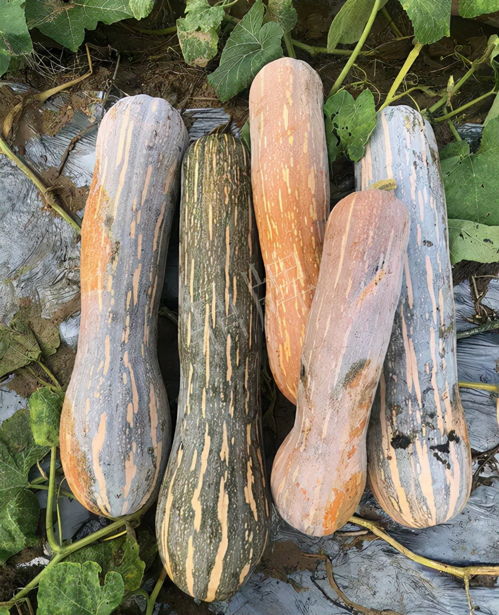 四川農(nóng)戶今年種“健美蜜本”南瓜產(chǎn)量高，品質(zhì)好，感覺巴適得很