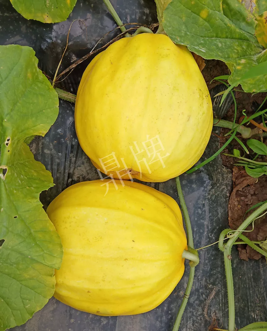 婁底瓜農(nóng)純賺50萬(wàn)，我這個(gè)“張大膽”榮光了一把
