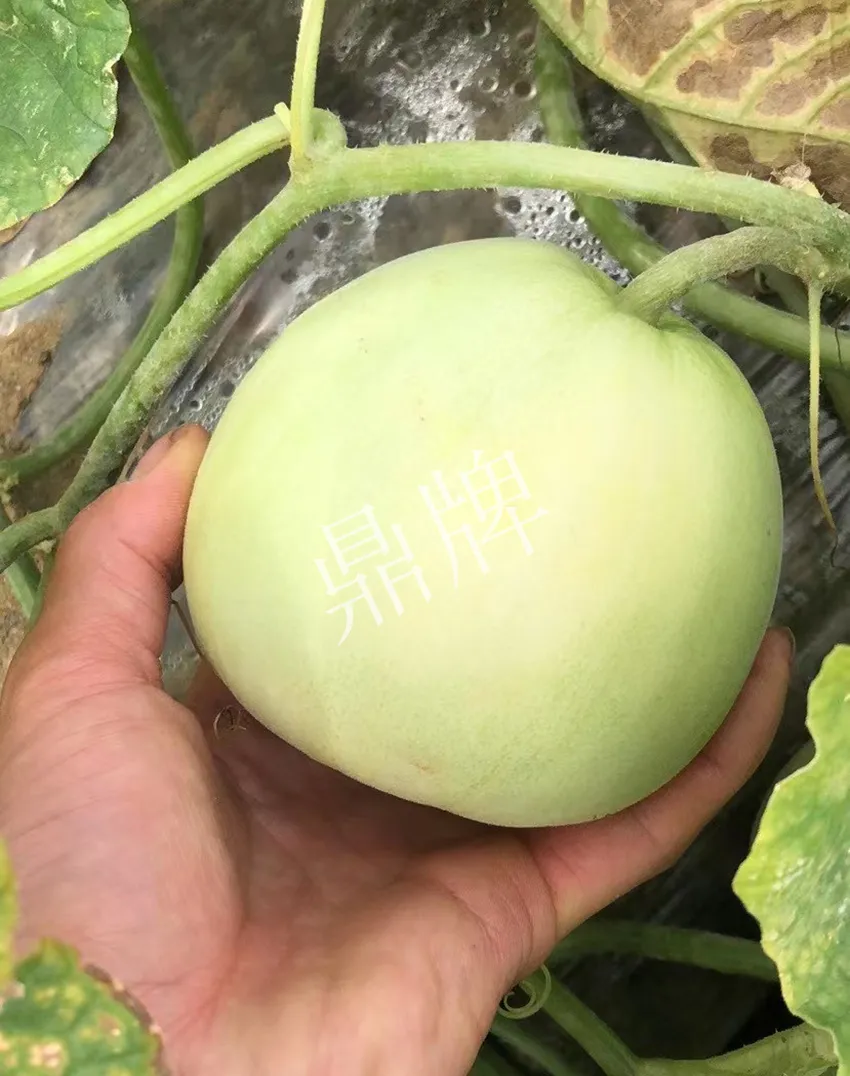 郴州農(nóng)戶種植新品種，果實(shí)又香又甜，很好賣