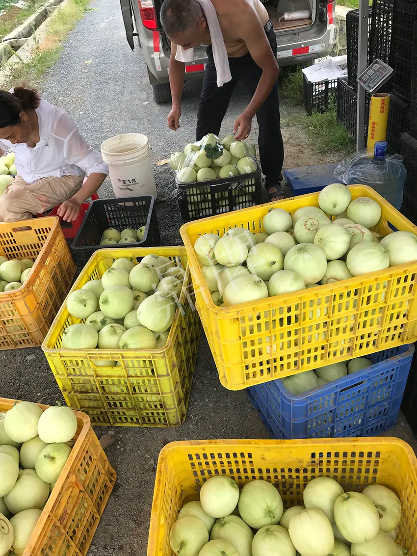 郴州農(nóng)戶種植新品種，果實(shí)又香又甜，很好賣
