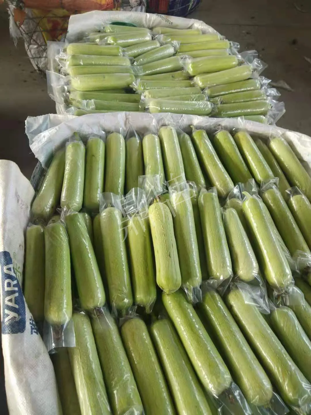 這個絲瓜每畝能掙3萬，沒種植的農(nóng)戶后悔得拍大腿